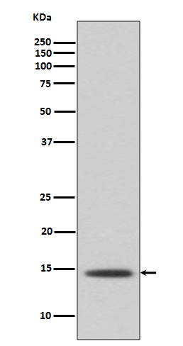 Histone H2B Rabbit mAb