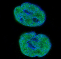 Histone H1.0 Rabbit mAb