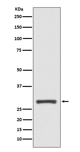 14-3-3 sigma Rabbit mAb