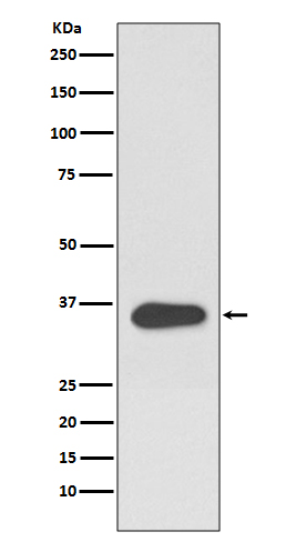 ATF1 Rabbit mAb