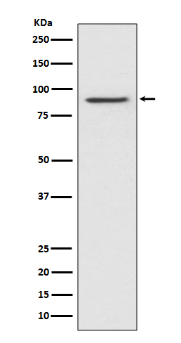 STAT1 alpha Rabbit mAb