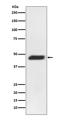 MEK2 Rabbit mAb