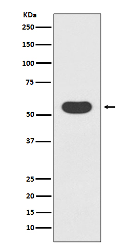 Smad1 Rabbit mAb