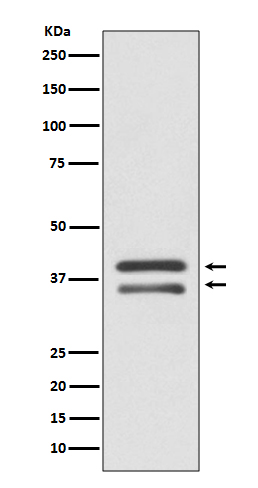 MEK3 Rabbit mAb