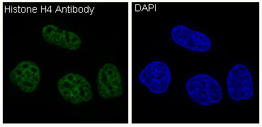 Histone H4 Rabbit mAb