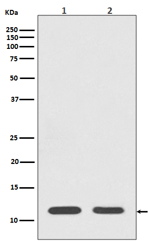 Histone H4 Rabbit mAb