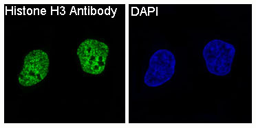 Histone H3 Rabbit mAb