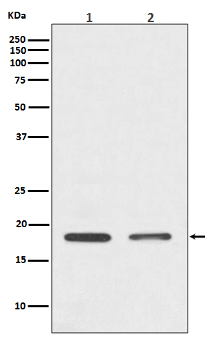 Histone H3 Rabbit mAb