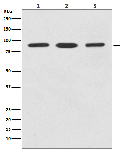 STAT5b Rabbit mAb