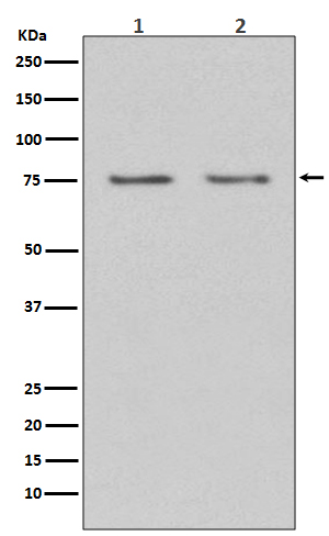 HDAC10 Rabbit mAb