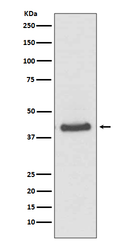 JunB Rabbit mAb