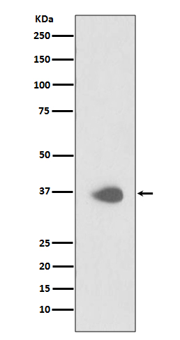 PAX9 Rabbit mAb