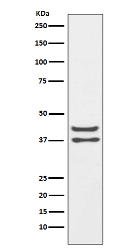 JunD Rabbit mAb