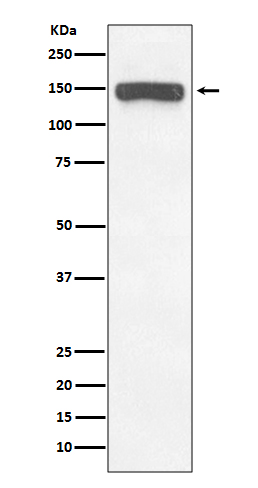 Collagen VI Rabbit mAb