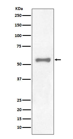 PAX7 Rabbit mAb