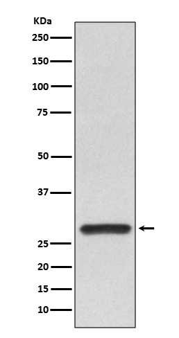 14-3-3 alpha + beta Rabbit mAb