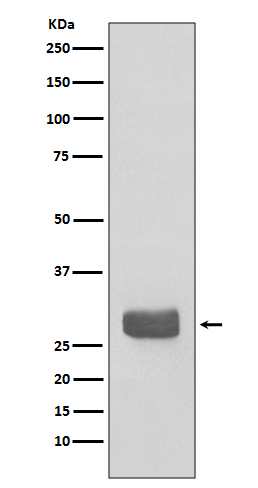 14-3-3 epsilon Rabbit mAb