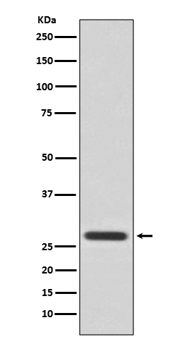 14-3-3 Theta Rabbit mAb