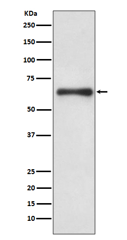 Cdc6 Rabbit mAb