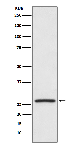 Hsp27 Rabbit mAb