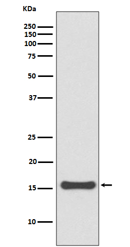 SUMO4 Rabbit mAb