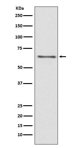 CDC45 Rabbit mAb