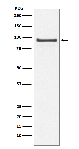 Cdc27/APC3 Rabbit mAb