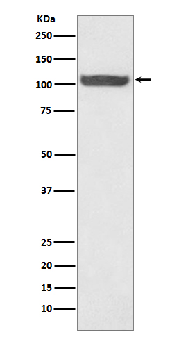 Hsp105 Rabbit mAb