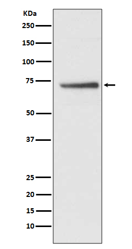 Cdc16/APC6 Rabbit mAb