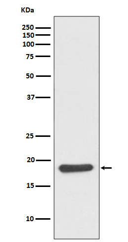 Hsp20 Rabbit mAb