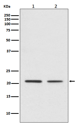 CDC42 Rabbit mAb