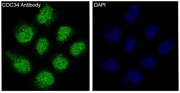 CDC34 Rabbit mAb