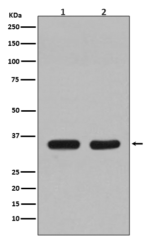 CDC34 Rabbit mAb