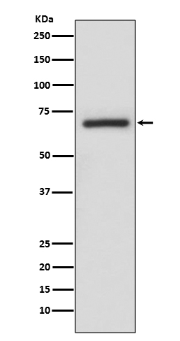 A-RAF Rabbit mAb