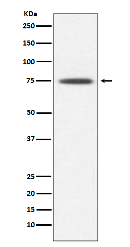 Hsp75 Rabbit mAb