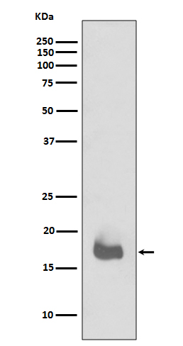 IL1 beta Rabbit mAb