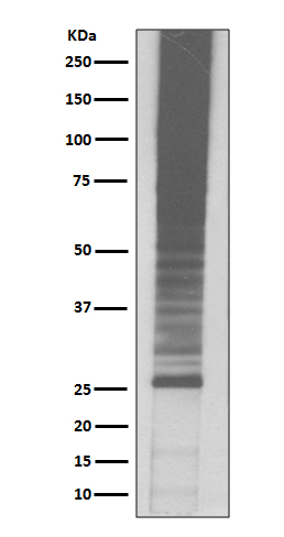 K48-linkage Specific Ubiquitin Rabbit mAb