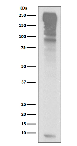 Ubiquitin Rabbit mAb