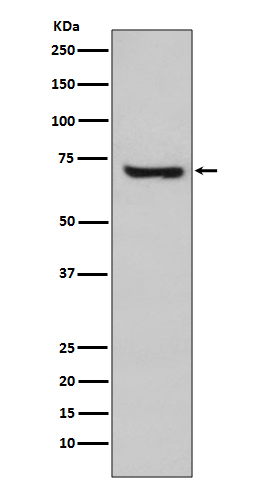 HSPA2 Rabbit mAb