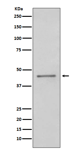 PAX5 Rabbit mAb