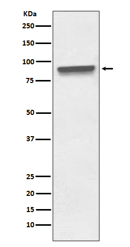 Mitofilin Rabbit mAb