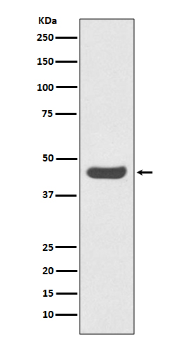 PD-L1 (CD274) Rabbit mAb