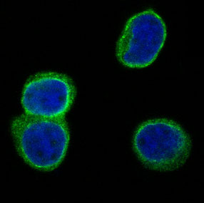 CD3D Rabbit mAb