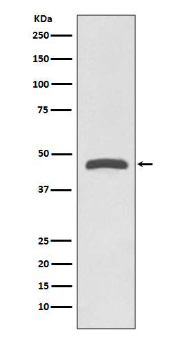 TSG101 Rabbit mAb