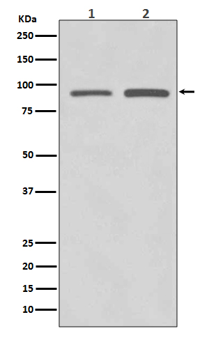 SUZ12 Rabbit mAb