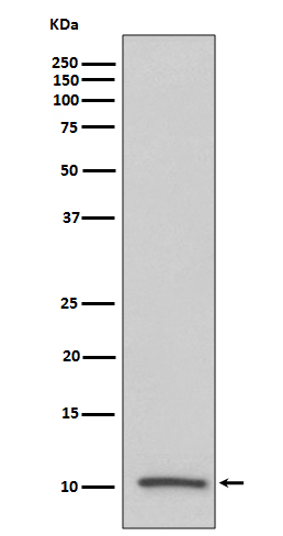 IGF2 Rabbit mAb