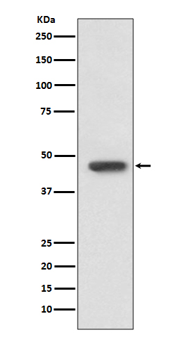 FOXP3 Rabbit mAb