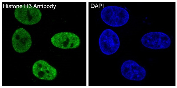 Histone H3 Rabbit mAb