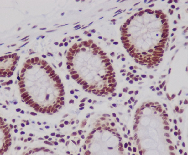 Histone H3 Rabbit mAb