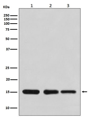 Histone H3 Rabbit mAb